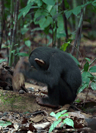 Monkey hitting a nut with a log